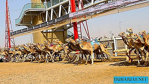 Camel Racing, Dubai, EAU