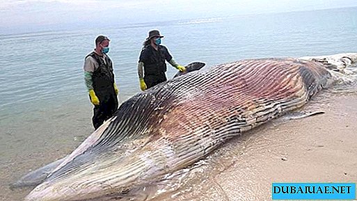 アラブ首長国連邦沖で発見された12メートルの死んだクジラの死体