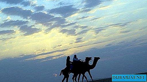 15 résidents des EAU font une excursion à dos de chameau