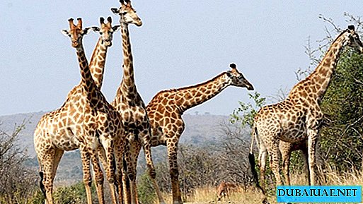 Cerca de 300 animais selvagens da África chegaram ao Emirado de Sharjah