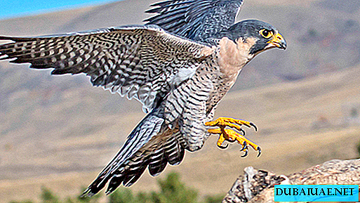 En los EAU, un rayo mató a 35 halcones raros y caros.