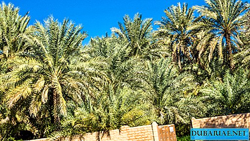 Polícia dos Emirados Árabes Unidos descobriu 37 arbustos de maconha