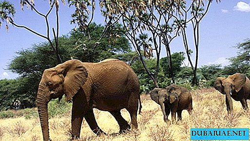 4 African elephants will become the inhabitants of Dubai Safari Park