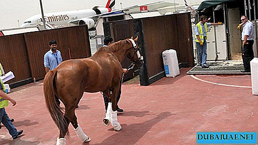 संयुक्त अरब अमीरात से अमीरात यात्री बनने के लिए 500 घोड़े