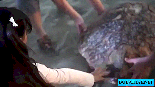 La princesa de Dubai rescata a una tortuga de 80 años