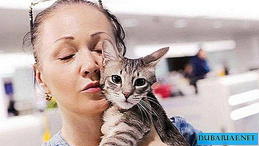 In Dubai wurden 80 Katzen von der Gemeinde und den Anwohnern vor dem Tod gerettet