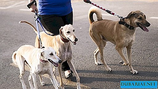Oansvariga husdjursägare i Förenade Arabemiraten straffas