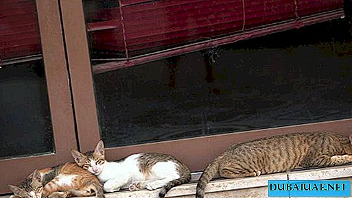 Benamės katės vadinamos pagrindiniais nepatogumais Dubajaus gyventojams
