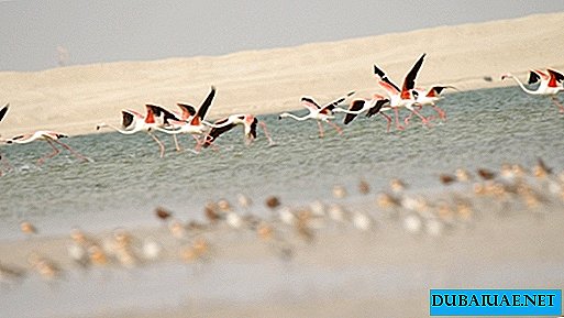 Bull Suayeef Marine Sanctuary | Minuni naturale ale Emiratelor Unite