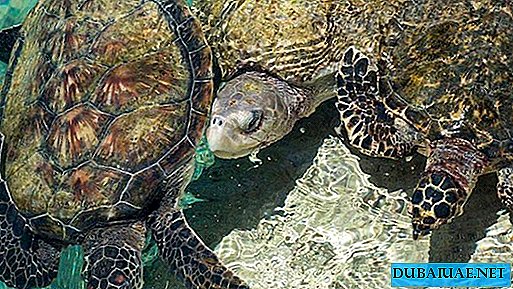 O resort encontrou alojamento temporário para as tartarugas de proteção no aquário de Dubai