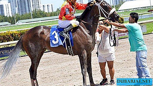Kuda Ramzan Kadyrov datang pertama dalam perlumbaan kuda di Dubai