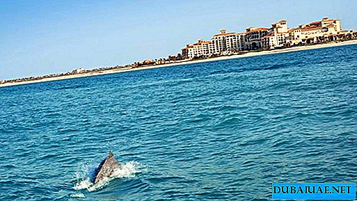 Delfiner seglade till stranden i Förenade Arabemiraten