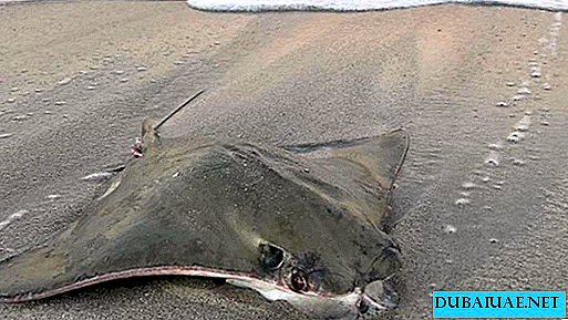 Dead stingrays found on Dubai Beach