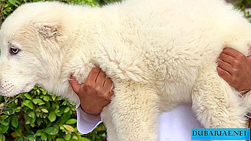 Crown Prince of Dubai has got a new pet