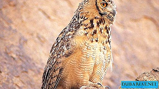 A new species of owl found in the UAE