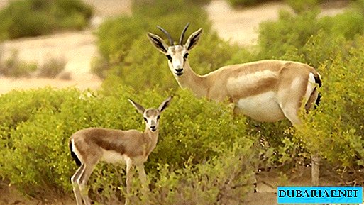 Khu bảo tồn thiên nhiên Qasr Al Sarab | Kỳ quan thiên nhiên của UAE