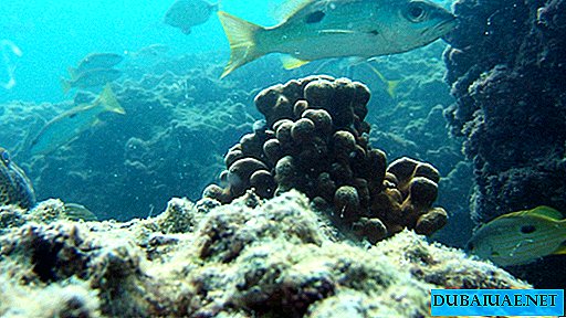 Rafa koralowa Ras Ghanada | Cuda natury ZEA