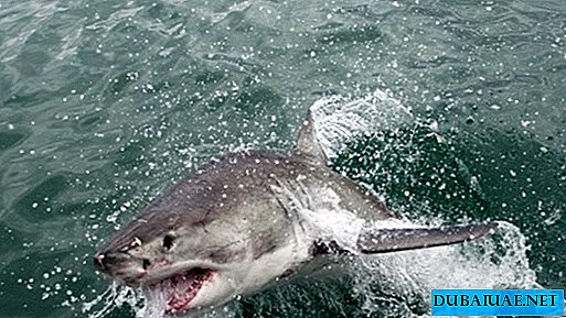 A rare shark attack on fishermen occurred in Fujairah