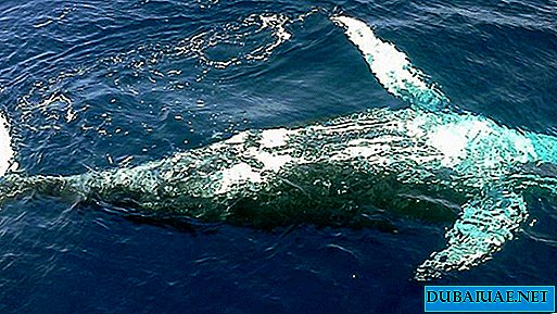 Se descubrió una gran carcasa de ballena en el área de agua del puerto en los EAU