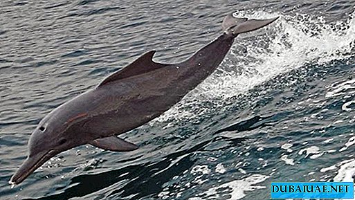 قبالة ساحل أبو ظبي ، أكبر عدد من الدلافين الهندية في العالم