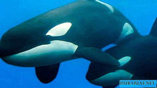 Killer whales spotted off the coast of the United Arab Emirates
