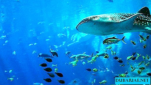 UAE 해안에서 상어 떼가 발견되었습니다.