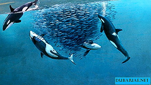 Una bandada de "orcas" fue vista frente a las costas de los EAU