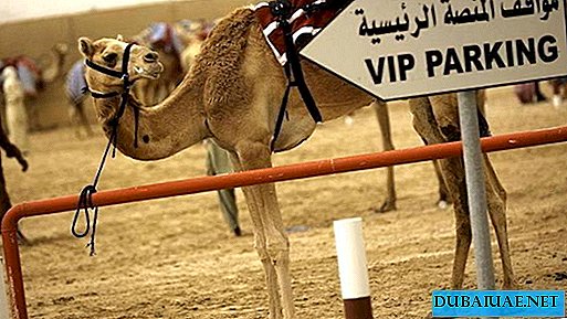 Laufen Kamele in Dubai, um sich um 26 Millionen US-Dollar Preise zu bewerben