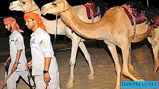 En Abu Dhabi, la policía se trasladó a camellos.