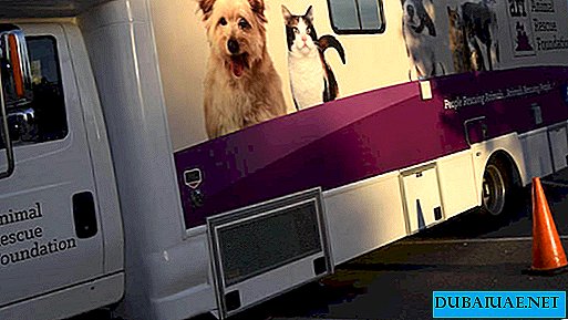Abu Dhabi lancia il veterinario mobile per gli animali abbandonati