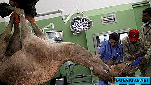 The world's first camel hospital opens in Dubai