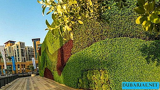 दुबई में एक विशाल हरी दीवार दिखाई दी