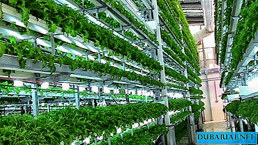 Die erste vertikale Farm erscheint in Dubai