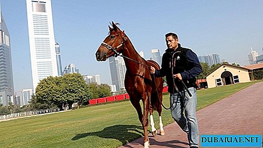 Thủ tục áp lạnh cho ngựa xuất hiện ở Dubai