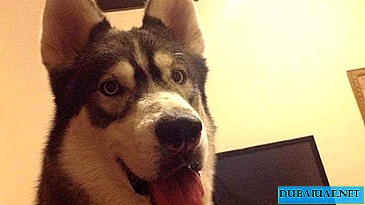 In Dubai kondigde de Russische minnares een beloning aan voor het helpen vinden van haar favoriete hond