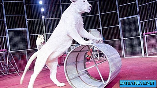 In Dubai met een schandaal geannuleerd een circusvoorstelling met witte leeuwen