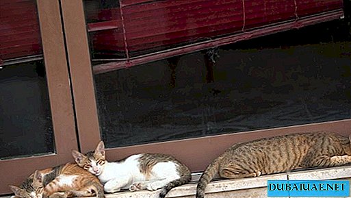 Dubai pretende regular a alimentação de gatos vadios
