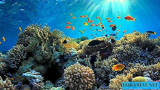 Jardins de coraux vont apparaître dans les Emirats