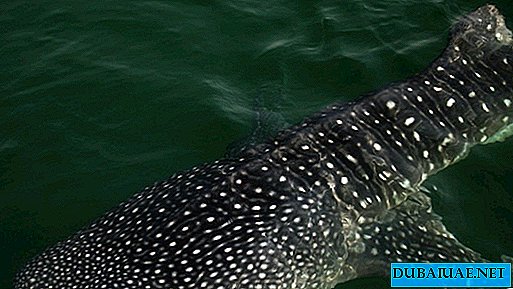 두바이 항구에서 고래 상어 발견