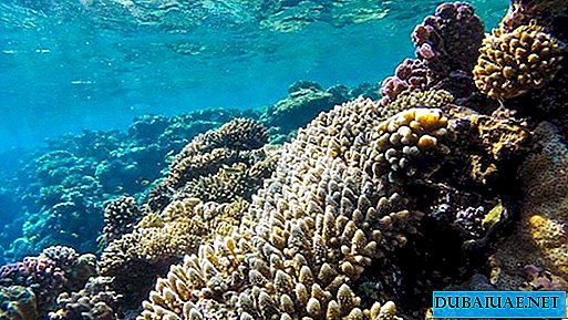 De grootste koraalriftuin ter wereld wordt geopend in de VAE