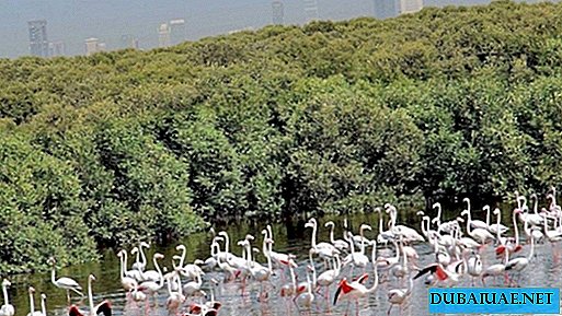 A new nature reserve will appear in the UAE