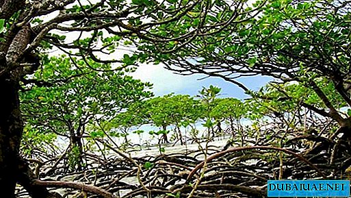 Decenas de miles de manglares plantados en los EAU