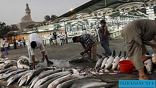 صيد سمك القرش محظور في الإمارات