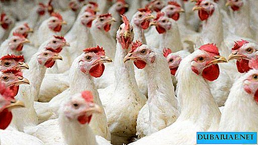 Os EAU proibiram a importação de aves vivas da Holanda