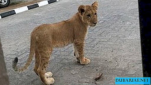 En las afueras de Abu Dhabi, un cachorro de león camina por las calles.