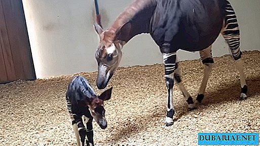 Filhote Okapi nasceu em Sharjah