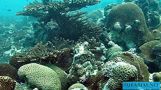 גני אלמוגים המאורגנים בשלושה אמירות של איחוד האמירויות