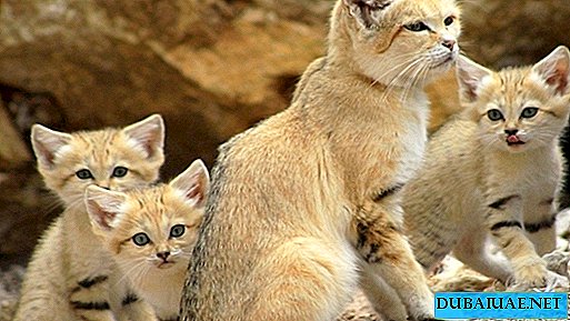 Gradina zoologica Abu Dhabi va avea pisici cu nisip si reptile