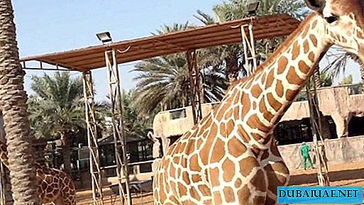 في حديقة الحيوانات من دولة الإمارات العربية المتحدة فتحت منازل فاخرة للعائلات