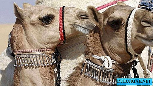 Camels removed from a beauty contest due to Botox